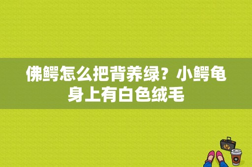 佛鳄怎么把背养绿？小鳄龟身上有白色绒毛