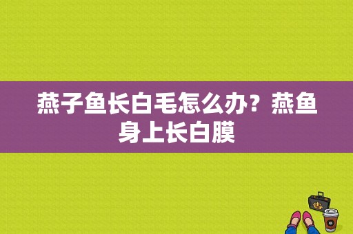 燕子鱼长白毛怎么办？燕鱼身上长白膜