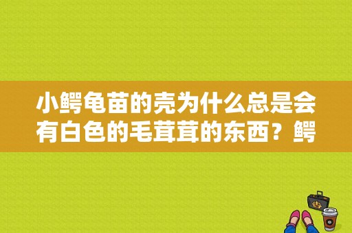 小鳄龟苗的壳为什么总是会有白色的毛茸茸的东西？鳄龟身上有白色絮状物