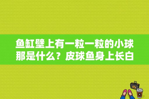 鱼缸壁上有一粒一粒的小球那是什么？皮球鱼身上长白点-图1