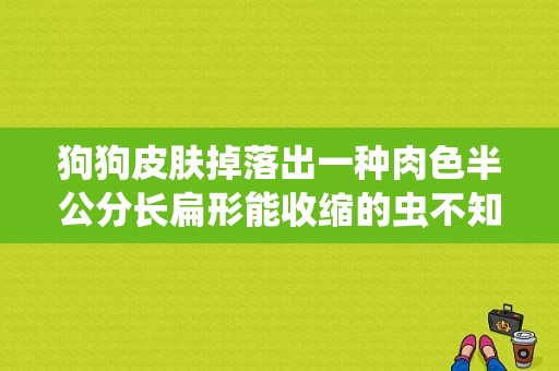 狗狗皮肤掉落出一种肉色半公分长扁形能收缩的虫不知这是什么虫？人身上的狗豆子-图1