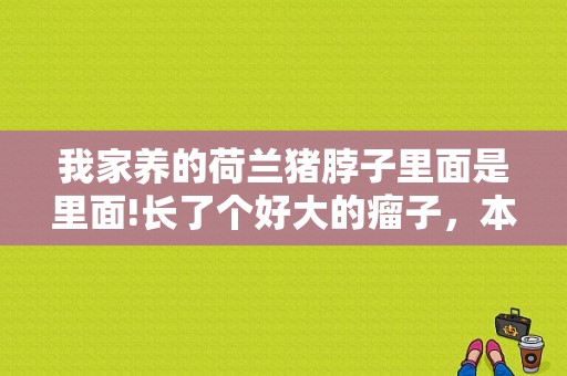 我家养的荷兰猪脖子里面是里面!长了个好大的瘤子，本来以为活不长了，今天我突然发现它脖子上有个小洞？荷兰猪身上长肿瘤