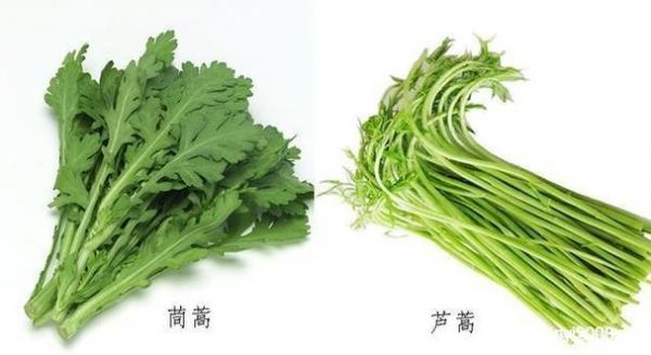 白癜风吃茼蒿好么（白斑病人可以吃茼蒿吗）-图3