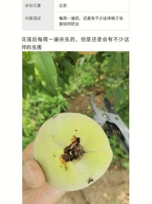 桃要打几次药打什么药（桃子打几次药）