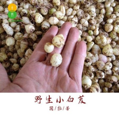 白癜风吃小白芨有用吗（中医小白芨的药用价值）