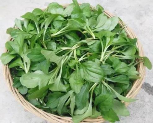 包含有白癜风的人吃野菜行吗的词条-图3