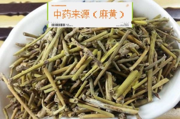 麻黄制成什么药（麻黄的药用）-图1