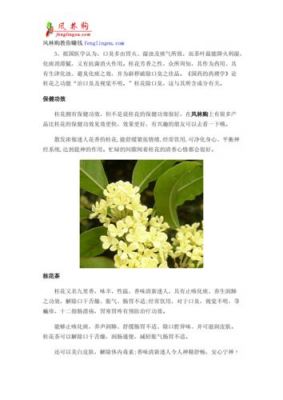 关于白癜风可以吃桂花的信息