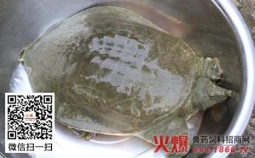 甲鱼白癜风可以吃吗（甲鱼白斑病能吃吗）-图2