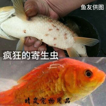 鱼寄生虫用什么药（观赏鱼寄生虫用什么药）-图3