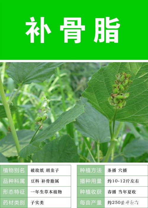 吃补骨脂能治疗白癜风吧（补骨脂能治好白斑吗）-图2