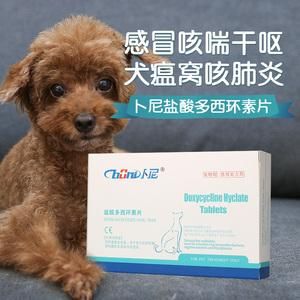 狗狗得犬窝咳吃什么药（狗狗犬窝咳能治好吗）-图2