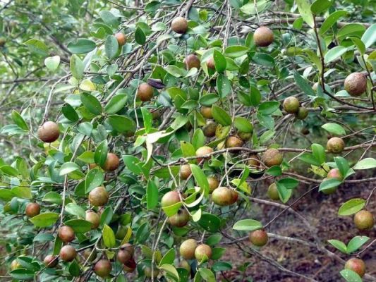 常吃山茶油对白癜风好吗（吃山茶油会变肥胖吗）-图2