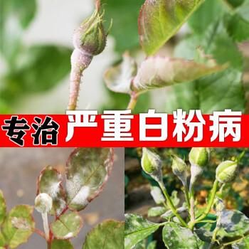 玫瑰花白粉病用什么药（玫瑰花 白粉病）