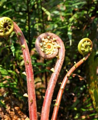 长白癜风了可以吃蕨菜吗的简单介绍-图3