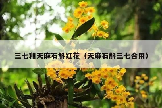 白癜风吃天麻石斛吗（石斛天麻三七可以一起吃吗）-图3