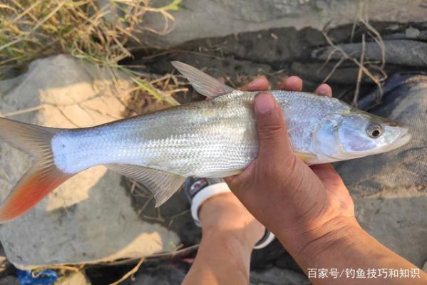 白癜风吃哪种淡水鱼好的简单介绍