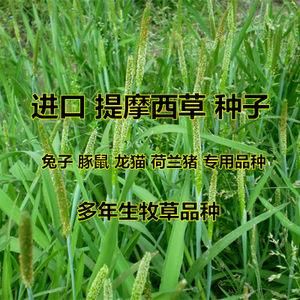 牧有什么药（药用牧草）