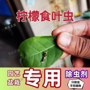 凤蝶打什么药（凤蝶用什么药）