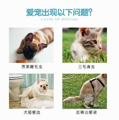 猫便血吃什么药（猫便血吃什么药效果好）