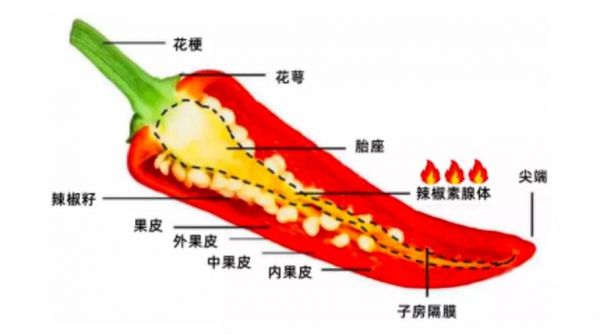 白癜风患者吃辣椒会扩散吗的简单介绍-图1