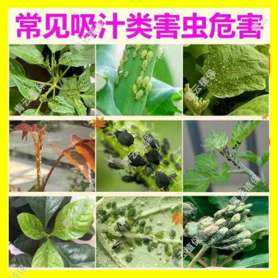 紫薇生病打什么药（紫薇生病了）-图3