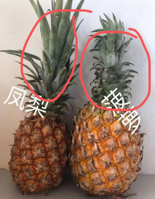 白癜风孩子吃菠萝好不好的简单介绍