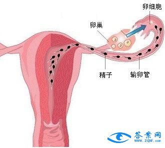 男人卵子痛该吃什么药（男人卵蛋疼是什么原因引起的）-图3