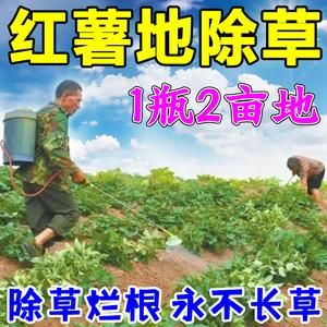 红薯打什么药了（红薯打药吗?）