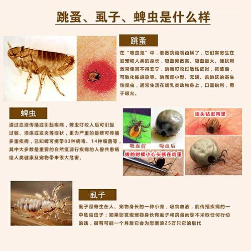 狗有虱子用什么药（狗狗虱子怎么彻底去除）