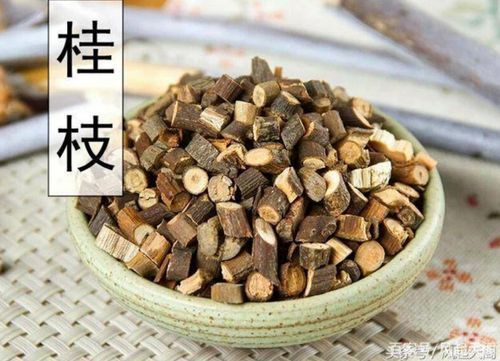 桂枝药起什么作用（请问桂枝的作用）-图2