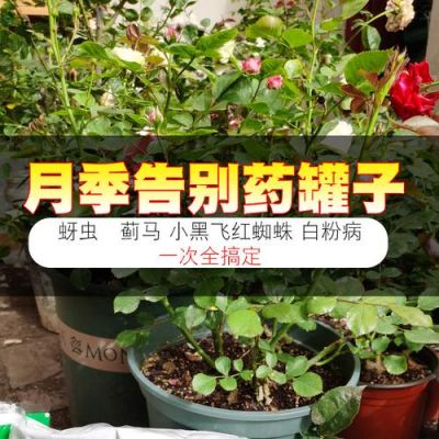 月季花是什么药（月季花的药哪种好）-图2