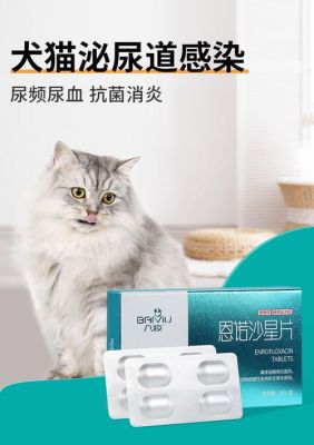 猫咪肾炎吃什么药（猫咪肾炎吃什么药效果最好）-图2