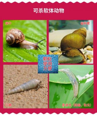 蜗牛怕什么药（蜗牛怕什么药物）