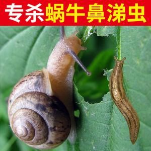 蜗牛怕什么药（蜗牛怕什么药物）-图3