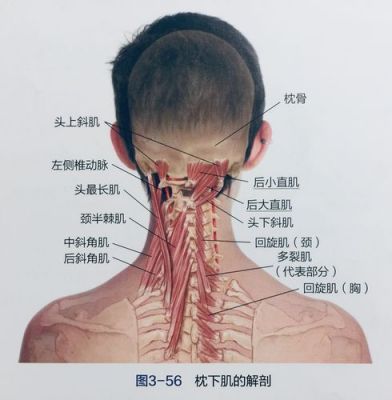 枕骨肿大用什么药（枕骨增大可能什么病）-图3