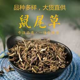 鼠尾是什么药（鼠尾巴草药的功效与作用）-图2