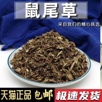 鼠尾是什么药（鼠尾巴草药的功效与作用）