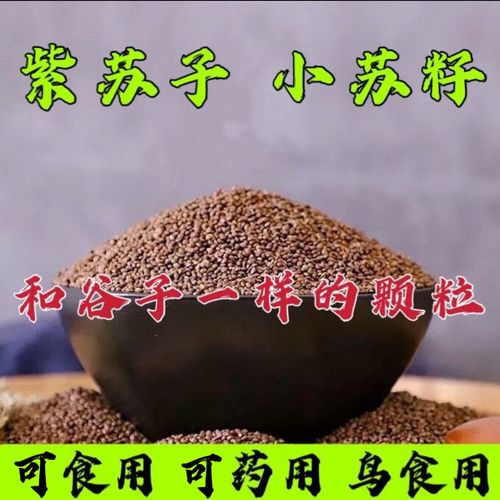 小苏子是什么药（小苏子图片）-图3