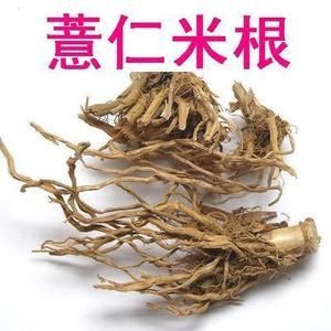 薏苡根什么药（薏苡根别名）