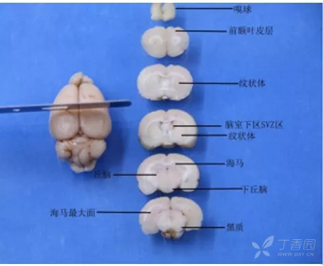 什么药调节大脑（什么药调节大脑皮质和下丘脑）