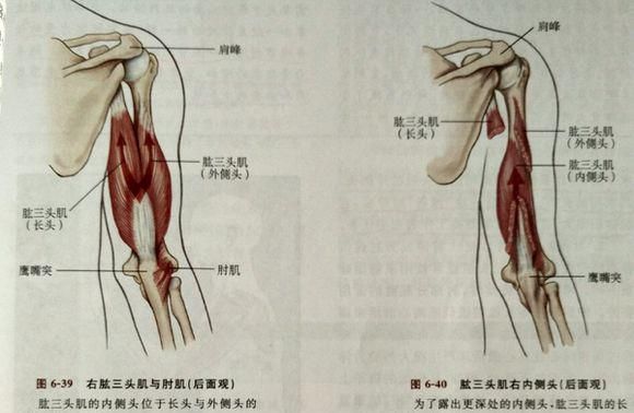 肱三头肌拉伤用什么药（肱三头肌拉伤痛点图）