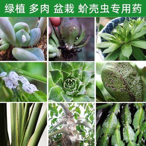 多肉用什么药杀菌（多肉用什么杀菌药好）-图3