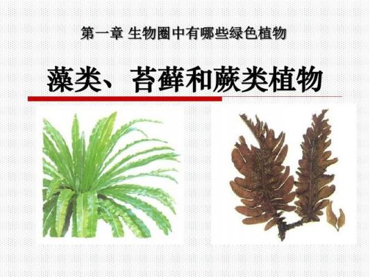 毛发苔癣擦什么药（毛发苔藓饮食方面要怎么注意）-图3